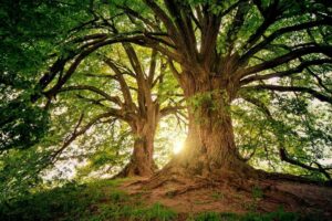 interpretation arbre de vie numerologie